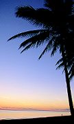 What about a Tropical Holiday?